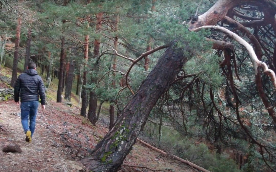 El pino enroscado